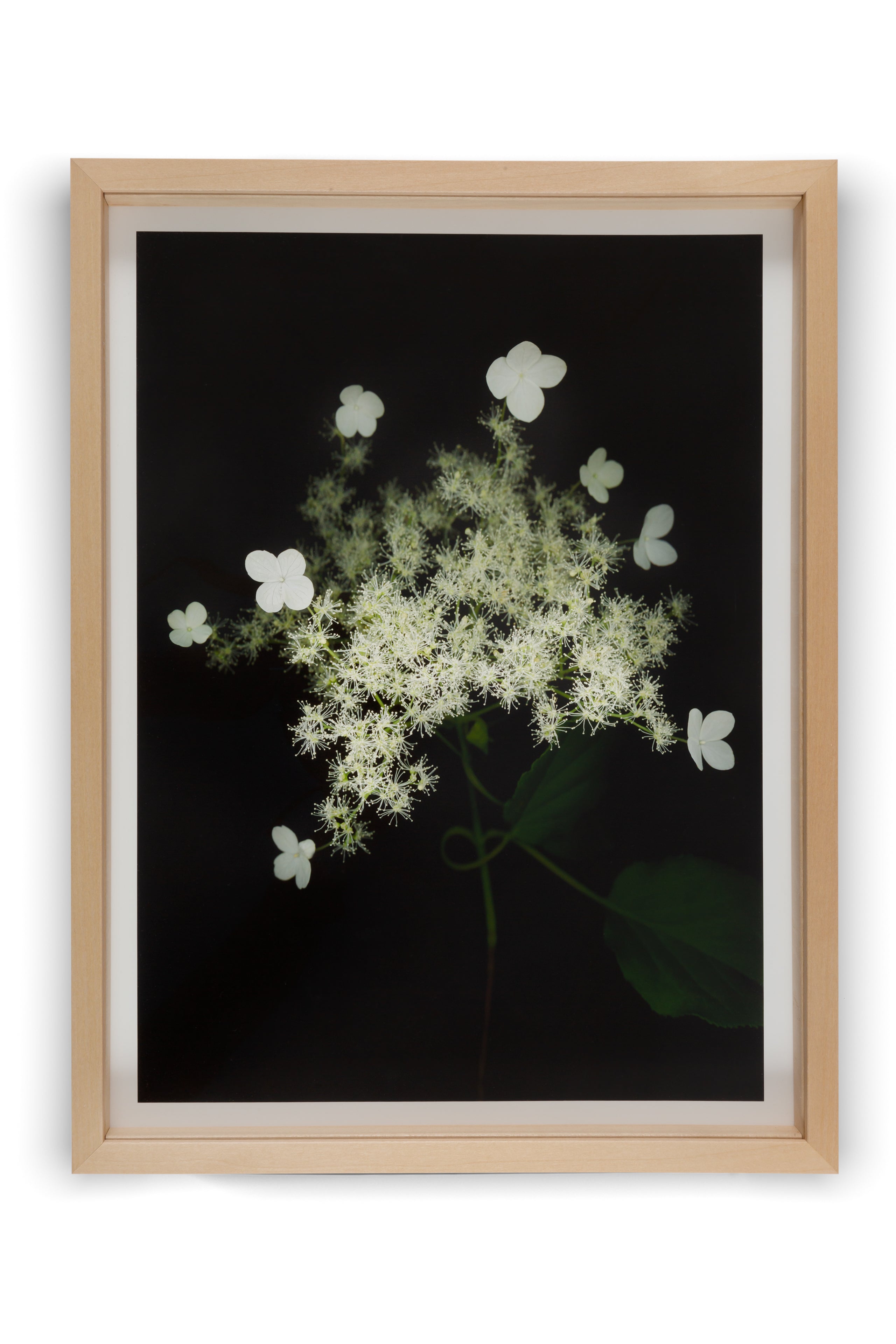 Achim Mohné - Kletterhortensie (Hydrangea petiolaris), 2018/20