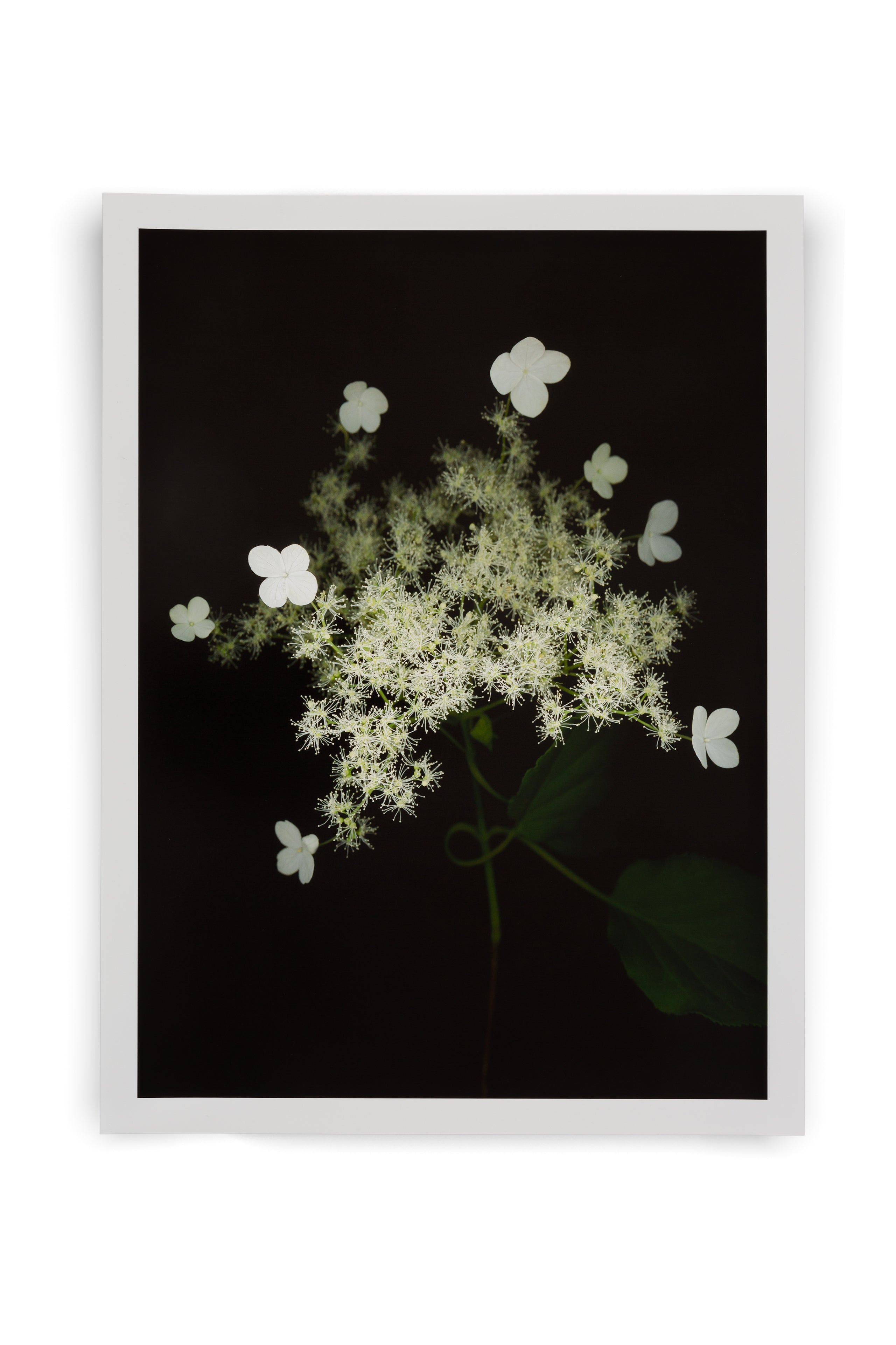 Achim Mohné - Kletterhortensie (Hydrangea petiolaris), 2018/20