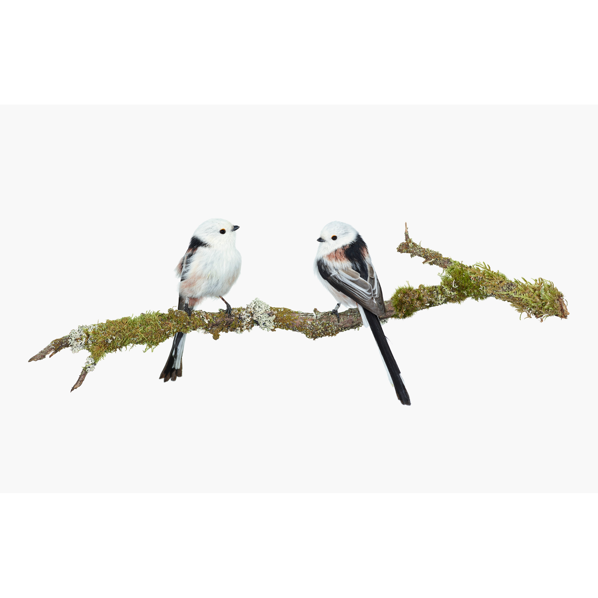 Sanna Kannisto - Aegithalos caudatus, 2019