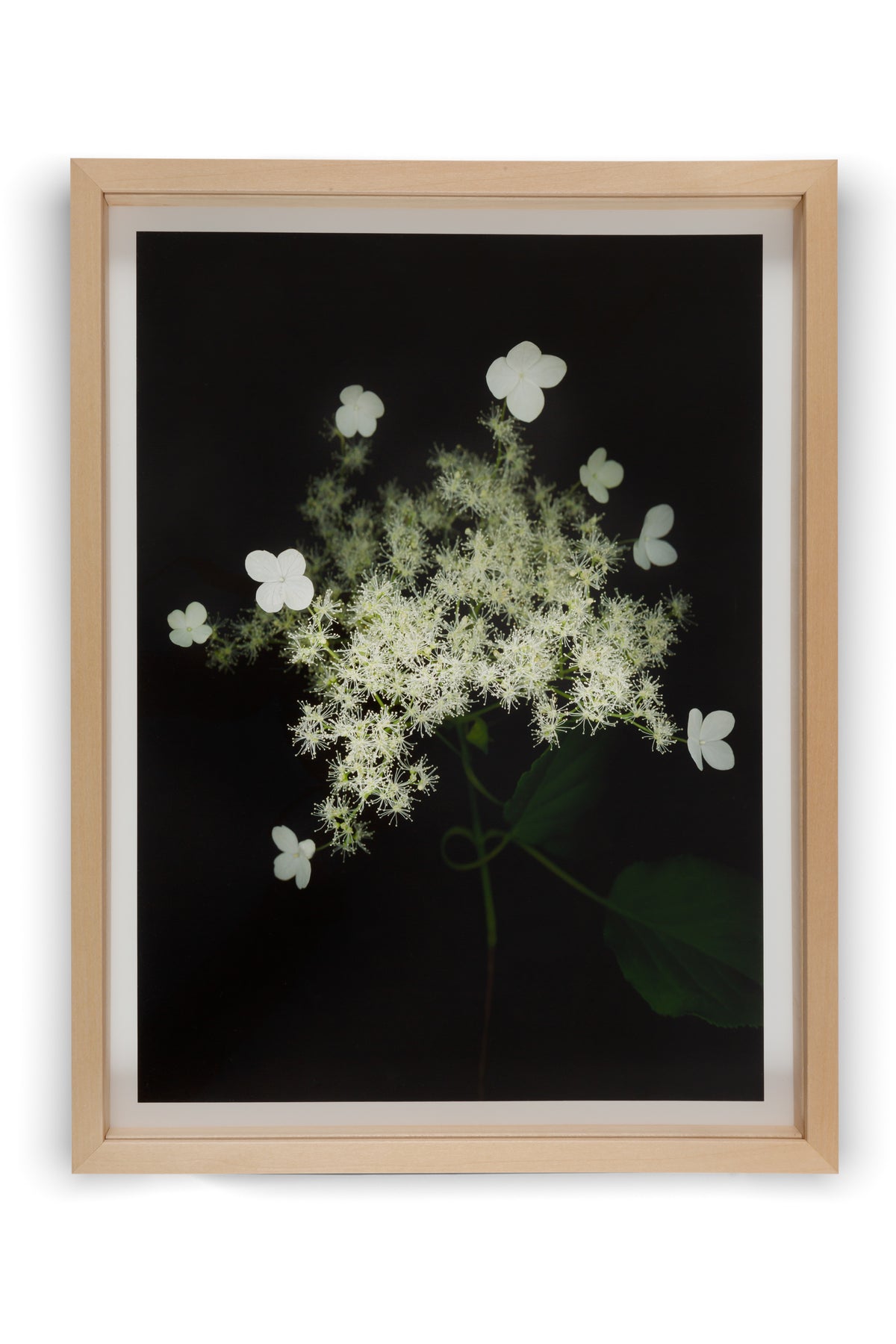 Achim Mohné - Kletterhortensie (Hydrangea petiolaris), 2018/20