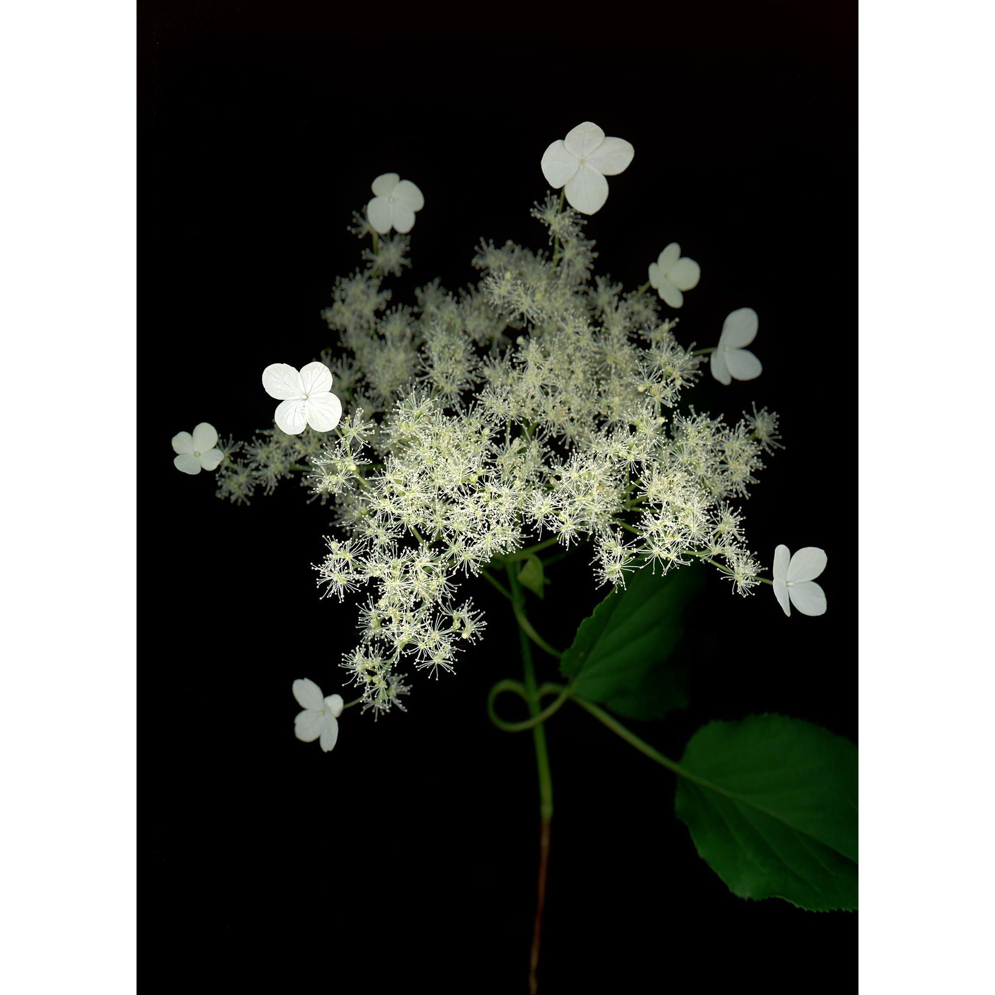 Achim Mohné - Kletterhortensie (Hydrangea petiolaris), 2018/20