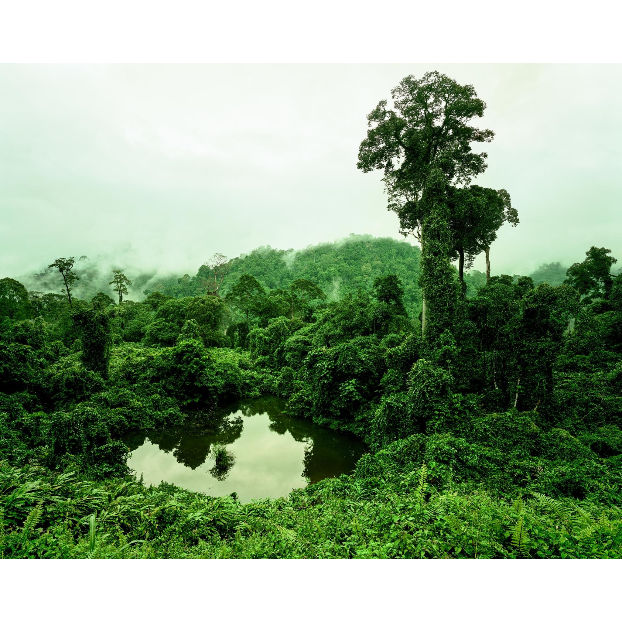 Olaf Otto Becker - Primary Forest 02, Lake, Malaysia 10/2012, Altitude 240 m