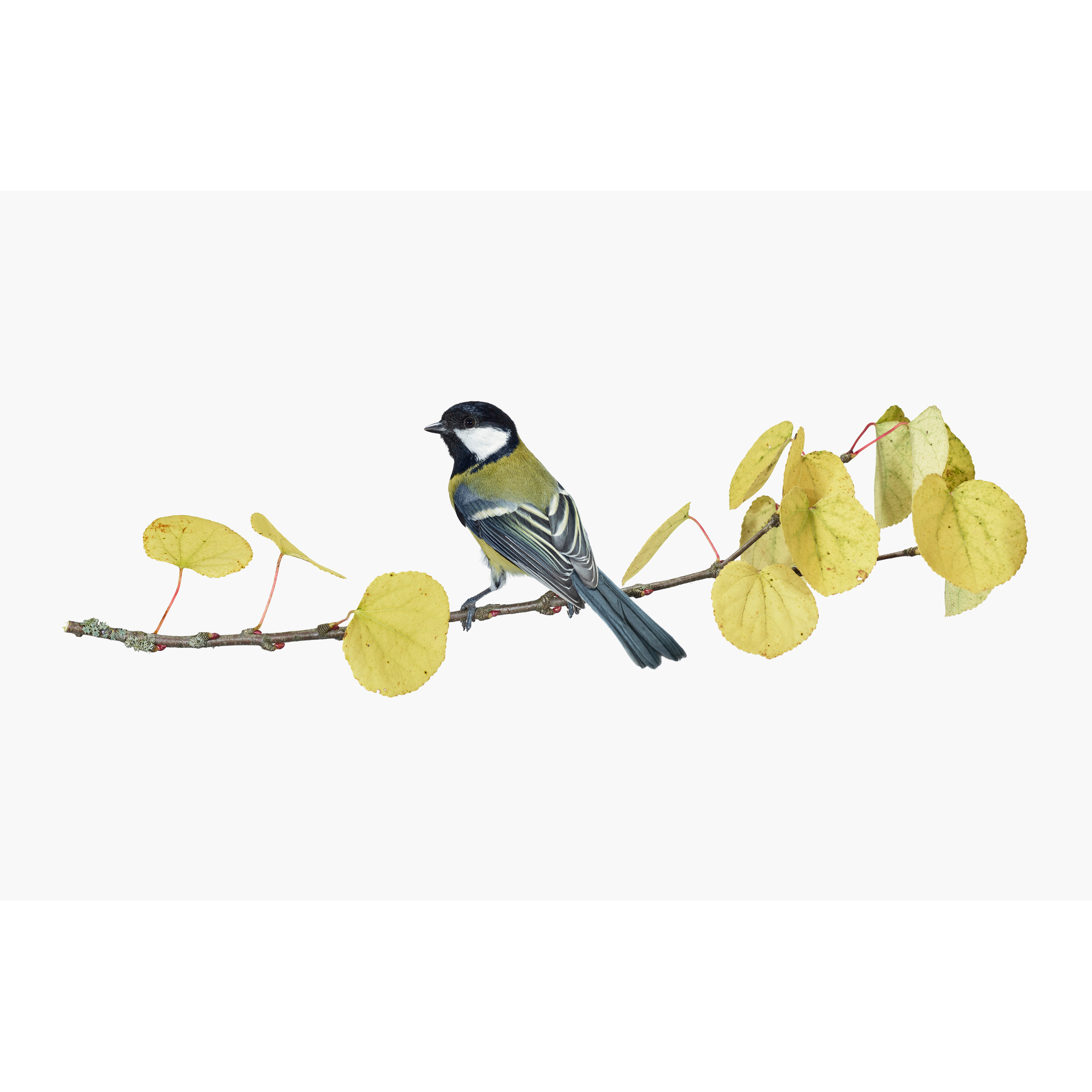 Sanna Kannisto - Great Tit on a Katsura Branch, 2019