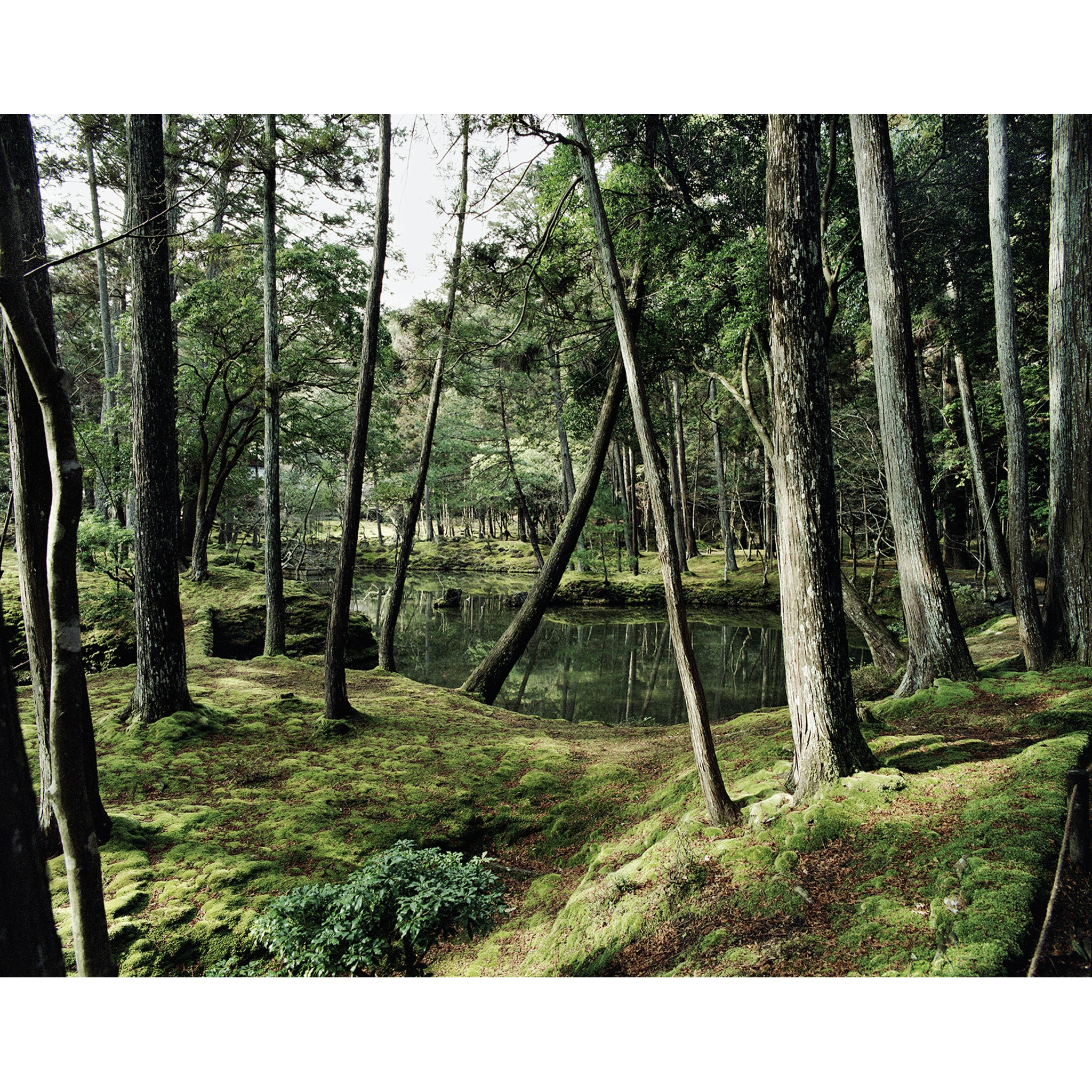 Jacqueline Hassink - Saihô-ji 9, Winter, February 11, 2011